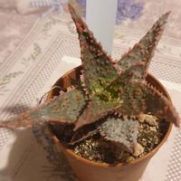 Aloe tct