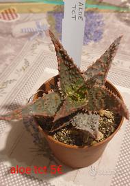 Aloe tct