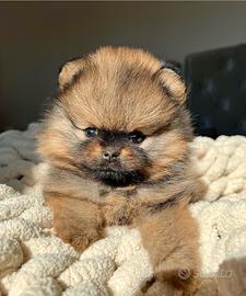 Volpini cuccioli spitz pomerania