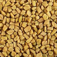 Semi di Trigonella foenumgrecum (fieno greco)