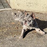 Bulldog Francese per monta