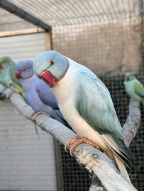 Parrocchetto dal collare