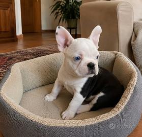 Bouledogue francese Bulldog meravigliosa