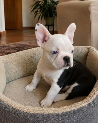Bouledogue francese Bulldog meravigliosa