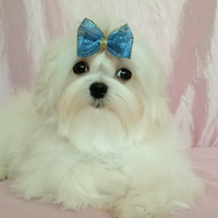 Maltese coreano con pedigree ENCI