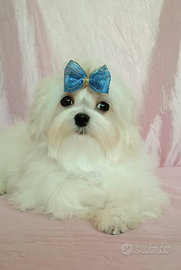 Maltese coreano con pedigree ENCI