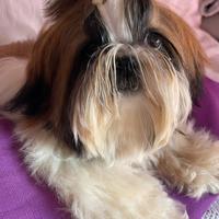 Shihtzu bianco/ oro