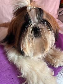 Shihtzu bianco/ oro