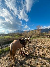 Cavallo quarter horse