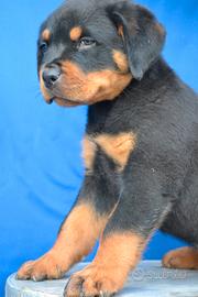 Maschio rottweiler