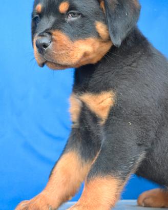Maschio rottweiler