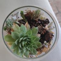 composizione di piante grasse