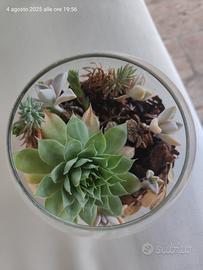 composizione di piante grasse