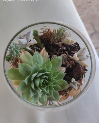 composizione di piante grasse