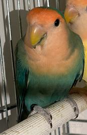 Inseparabile blu verde arancione vend o scamb