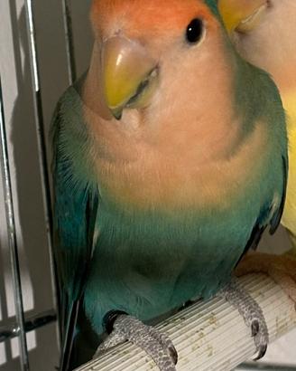 Inseparabile blu verde arancione vend o scamb