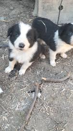Cuccioli di border collie
