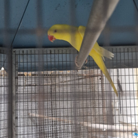 Parrocchetti dal collare