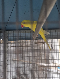 Parrocchetti dal collare