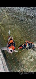 Carpe koi
