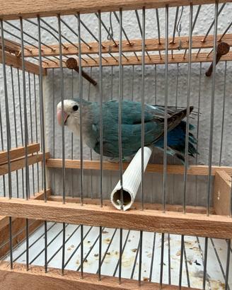Inseparabile blu