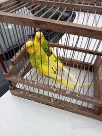 Due coppie di cocoriti novelli