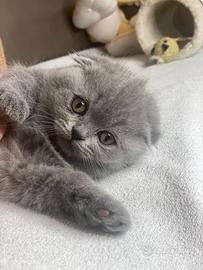 Gattini Scottish fold e straight
