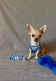 Chihuahua maschio con pedigree enci
