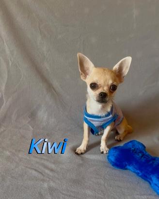 Chihuahua maschio con pedigree enci