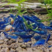 Caridine blu