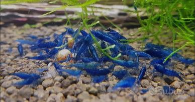 Caridine blu