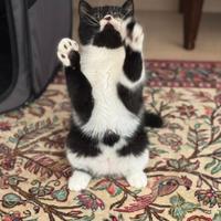 Gatto Persiano Exotic