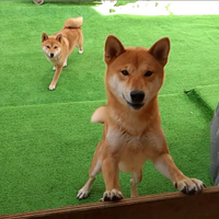 Shiba inu cuccioli strepitosi colorazione rosso