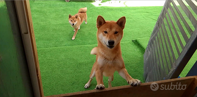 Shiba inu cuccioli strepitosi colorazione rosso