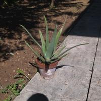 Pianta di aloe vera 
