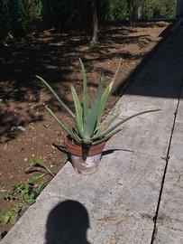 Pianta di aloe vera 