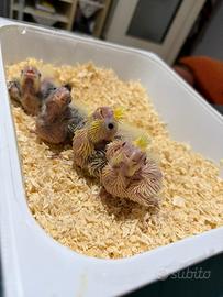 Pappagalli Calopsite ALLEVATI A MANO