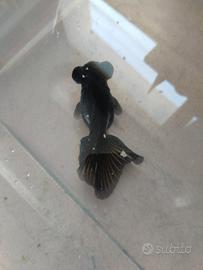 Oranda black moor