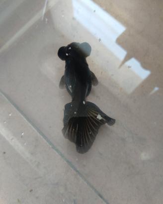 Oranda black moor