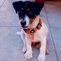 Jack Russel