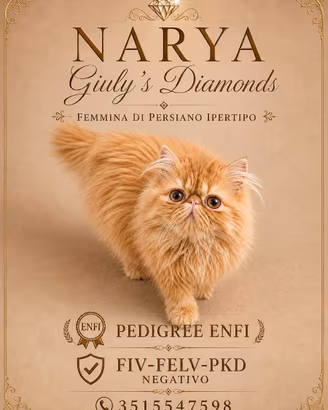 Gatti Persiani e Exotic g