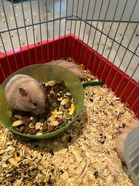 Cuccioli di criceto