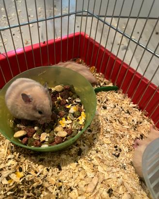 Cuccioli di criceto