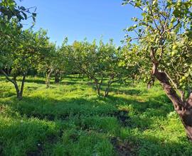 Rif.PS111| terreno agricolo acireale