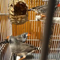 Diamante Mandarino o Diamntino maschi