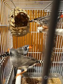 Diamante Mandarino o Diamntino maschi