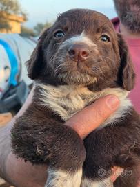 Cucciolo pastore Australiano