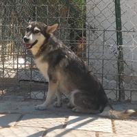 Balto 4 anni 12/15 kg in canile