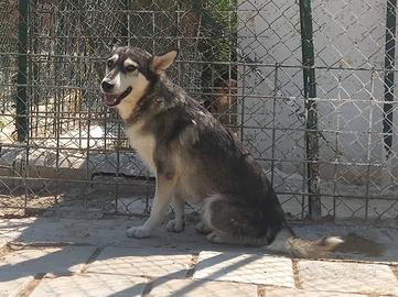 Balto 4 anni 12/15 kg in canile