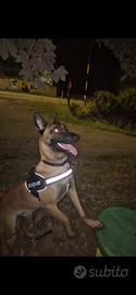 malinois da monta